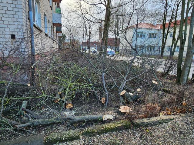 GENĖJIMAS, MEDŽIŲ ŠALINIMAS, GERBŪVIS.