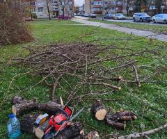 GENĖJIMAS, MEDŽIŲ ŠALINIMAS, GERBŪVIS.