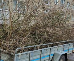 GENĖJIMAS, MEDŽIŲ ŠALINIMAS, GERBŪVIS.