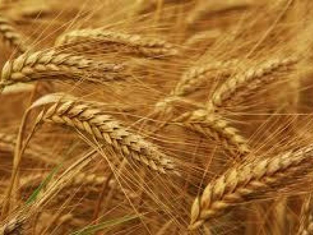 Peru grūdus visoje Lietuvoje