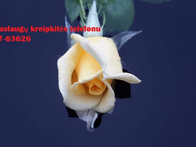 Studentams