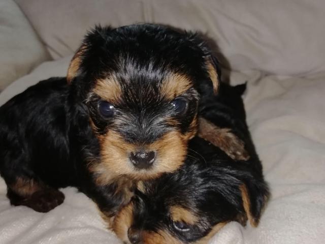 Grynaveisliai Jorkšyro terjero šuniukai