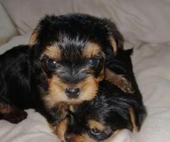 Grynaveisliai Jorkšyro terjero šuniukai