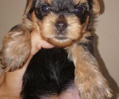 Grynaveisliai Jorkšyro terjero šuniukai