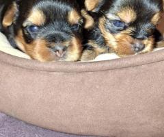 Grynaveisliai Jorkšyro terjero šuniukai