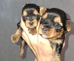 Grynaveisliai Jorkšyro terjero šuniukai