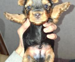 Grynaveisliai Jorkšyro terjero šuniukai