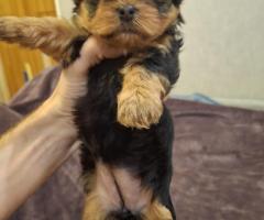 Grynaveisliai Jorkšyro terjero šuniukai