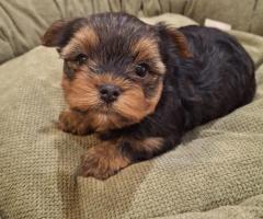 Grynaveisliai Jorkšyro terjero šuniukai