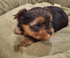 Grynaveisliai Jorkšyro terjero šuniukai