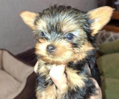 Grynaveisliai Jorkšyro terjero šuniukai