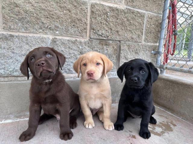 Labradoro retriverio (Labrador Retriever) šuniukai