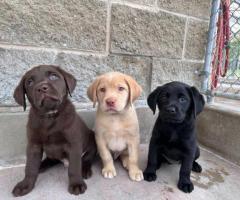 Labradoro retriverio (Labrador Retriever) šuniukai