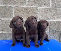 Labradoro retriverio (Labrador Retriever) šuniukai