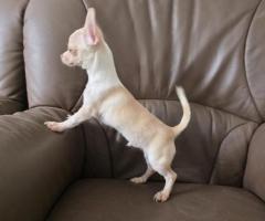Parduodami „Kennel Club“ registruoti čihuahua veislės šuniukai
