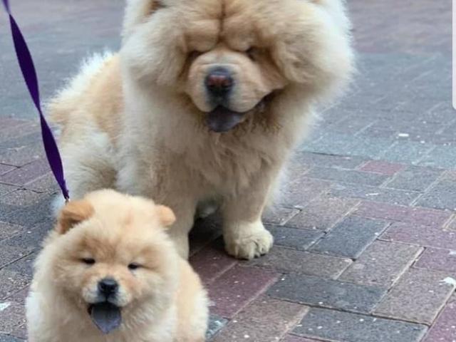 Gražūs raudoni „Chow Chow“ veislės šuniukai (registruoti KC)