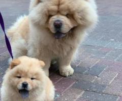 Gražūs raudoni „Chow Chow“ veislės šuniukai (registruoti KC)