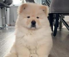 Gražūs raudoni „Chow Chow“ veislės šuniukai (registruoti KC)