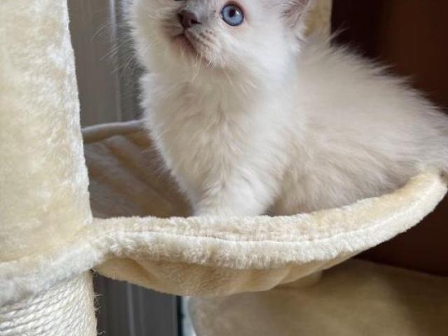 Ragdoll“ veislės kačiukai