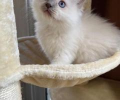 Ragdoll“ veislės kačiukai