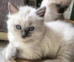 Ragdoll“ veislės kačiukai